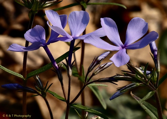 {Phlox divaricata}